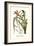 Venezuelan Bromeliad-Louis Van Houtte-Framed Premium Giclee Print