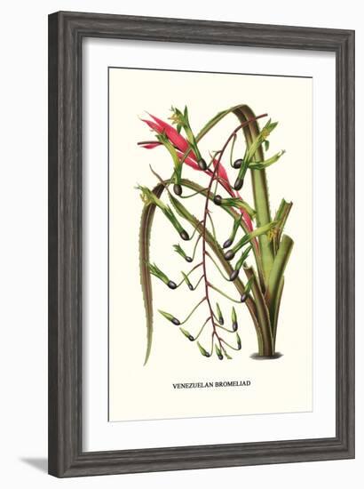Venezuelan Bromeliad-Louis Van Houtte-Framed Art Print