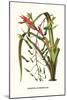 Venezuelan Bromeliad-Louis Van Houtte-Mounted Art Print