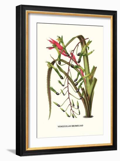 Venezuelan Bromeliad-Louis Van Houtte-Framed Art Print