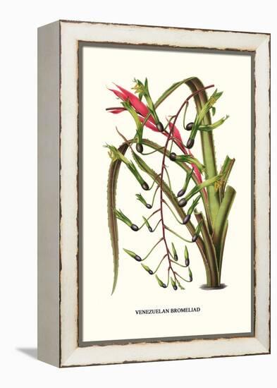 Venezuelan Bromeliad-Louis Van Houtte-Framed Stretched Canvas