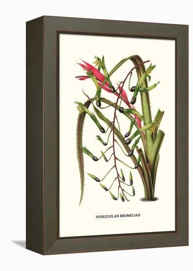 Venezuelan Bromeliad-Louis Van Houtte-Framed Stretched Canvas