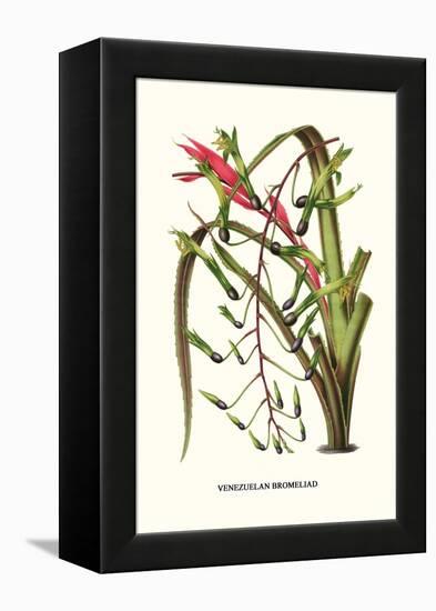 Venezuelan Bromeliad-Louis Van Houtte-Framed Stretched Canvas