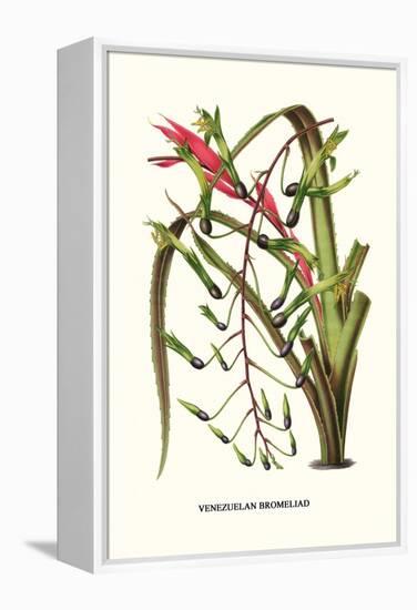 Venezuelan Bromeliad-Louis Van Houtte-Framed Stretched Canvas