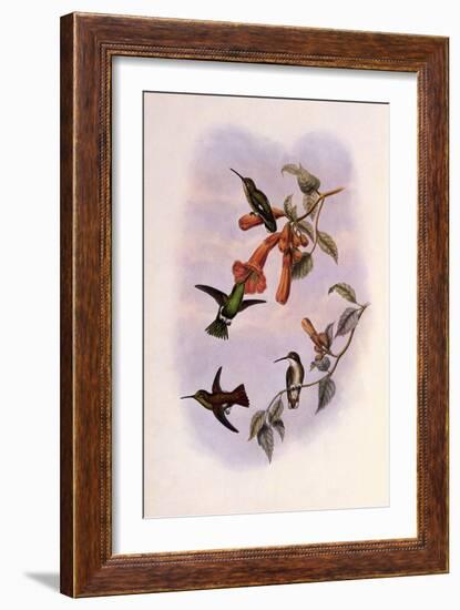 Venezuelan Emerald, Panychlora Stenura-John Gould-Framed Giclee Print