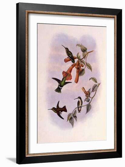 Venezuelan Emerald, Panychlora Stenura-John Gould-Framed Giclee Print