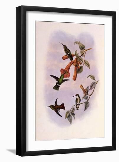 Venezuelan Emerald, Panychlora Stenura-John Gould-Framed Giclee Print