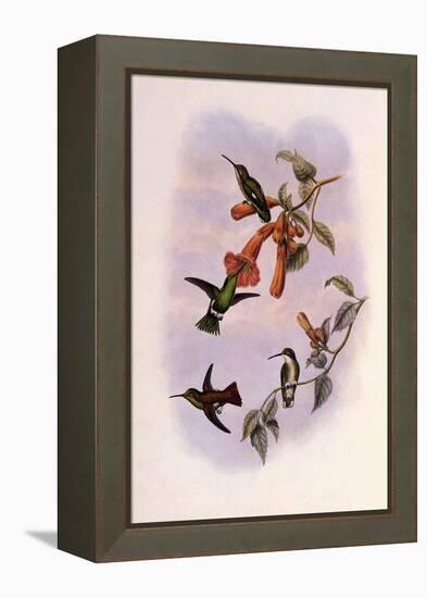 Venezuelan Emerald, Panychlora Stenura-John Gould-Framed Premier Image Canvas