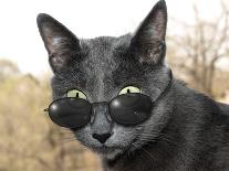 Cat With Glasses-Veniamin Kraskov-Premium Photographic Print