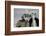 Venice, Italy. Mask and Costumes at Carnival-Darrell Gulin-Framed Photographic Print