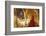 Venice, UNESCO World Heritage Site, Veneto, Italy, Europe-Angelo Cavalli-Framed Photographic Print