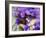 Venice, Veneto, Italy, a Mask in Movement on Piazza San Marco During Carnival-Ken Scicluna-Framed Photographic Print