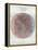 Venn Diagram of Humans - 1873, The World in Hemispheres Map-null-Framed Premier Image Canvas