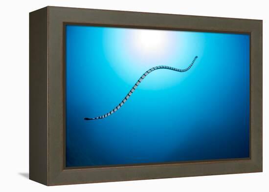 Venomous Yellow-lipped sea krait underwater, Philippines-David Fleetham-Framed Premier Image Canvas