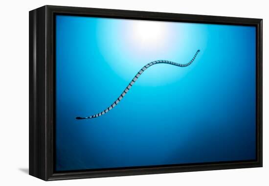 Venomous Yellow-lipped sea krait underwater, Philippines-David Fleetham-Framed Premier Image Canvas