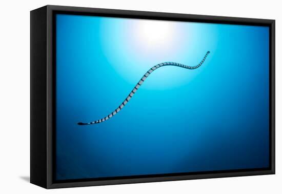 Venomous Yellow-lipped sea krait underwater, Philippines-David Fleetham-Framed Premier Image Canvas