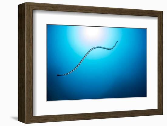 Venomous Yellow-lipped sea krait underwater, Philippines-David Fleetham-Framed Photographic Print