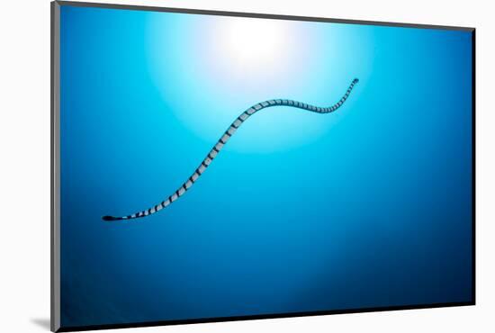 Venomous Yellow-lipped sea krait underwater, Philippines-David Fleetham-Mounted Photographic Print