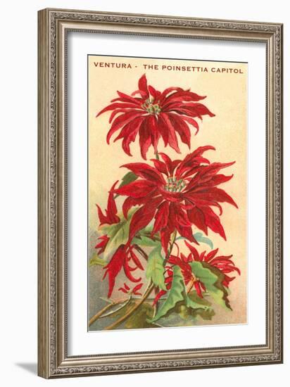 Ventura, the Poinsettia Capital-null-Framed Art Print