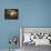 Venus and Adonis-Jan Boeckhorst-Framed Premier Image Canvas displayed on a wall