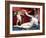 Venus and Cupid-Lorenzo Lotto-Framed Giclee Print