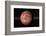 Venus, Artwork-null-Framed Photographic Print