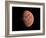 Venus, Artwork-null-Framed Photographic Print