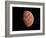 Venus, Artwork-null-Framed Photographic Print