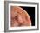 Venus, Artwork-null-Framed Photographic Print