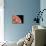 Venus, Artwork-null-Mounted Photographic Print displayed on a wall