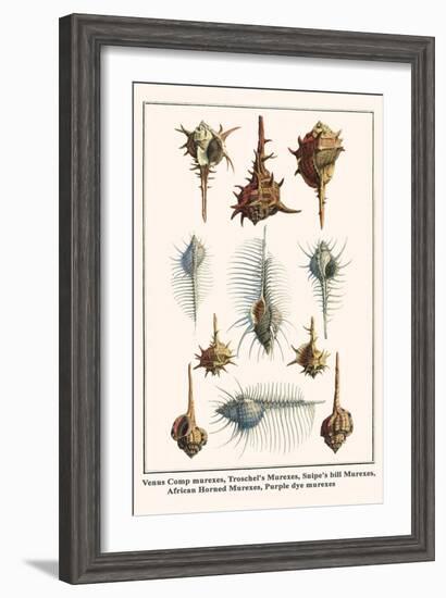 Venus Comp Murexes, Troschel's Murexes, Snipe's Bill Murexes, African Horned Murexes, etc.-Albertus Seba-Framed Art Print