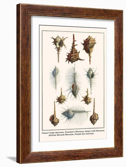 Venus Comp Murexes, Troschel's Murexes, Snipe's Bill Murexes, African Horned Murexes, etc.-Albertus Seba-Framed Art Print