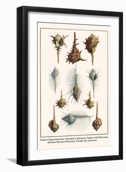 Venus Comp Murexes, Troschel's Murexes, Snipe's Bill Murexes, African Horned Murexes, etc.-Albertus Seba-Framed Art Print