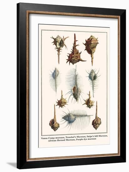 Venus Comp Murexes, Troschel's Murexes, Snipe's Bill Murexes, African Horned Murexes, etc.-Albertus Seba-Framed Art Print