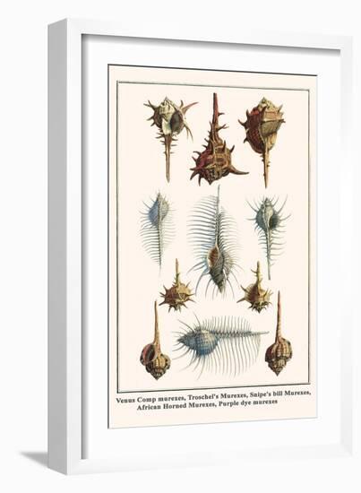 Venus Comp Murexes, Troschel's Murexes, Snipe's Bill Murexes, African Horned Murexes, etc.-Albertus Seba-Framed Art Print