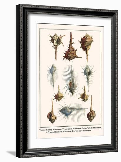 Venus Comp Murexes, Troschel's Murexes, Snipe's Bill Murexes, African Horned Murexes, etc.-Albertus Seba-Framed Art Print