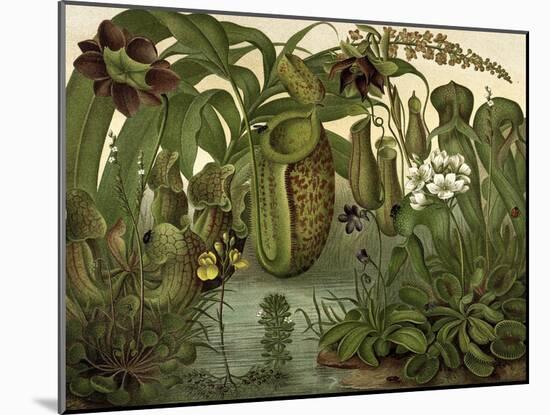 Venus Fly Trap-null-Mounted Art Print