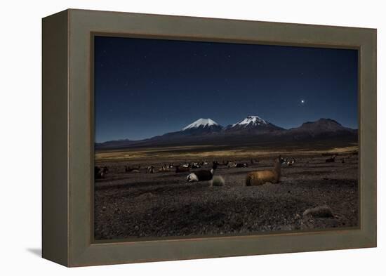 Venus Glows in the Night Sky as Llamas Settle Down to Sleep-Alex Saberi-Framed Premier Image Canvas