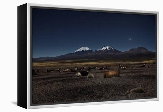 Venus Glows in the Night Sky as Llamas Settle Down to Sleep-Alex Saberi-Framed Premier Image Canvas