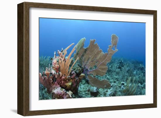 Venus Sea Fan, Hol Chan Marine Reserve, Coral Reef Island, Belize Barrier Reef. Belize-Pete Oxford-Framed Photographic Print