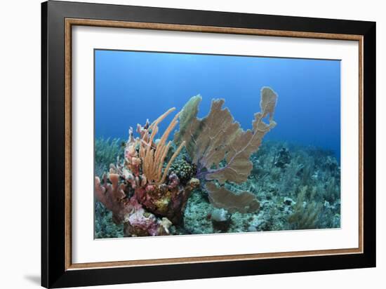 Venus Sea Fan, Hol Chan Marine Reserve, Coral Reef Island, Belize Barrier Reef. Belize-Pete Oxford-Framed Photographic Print