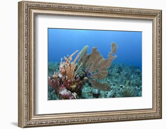 Venus Sea Fan, Hol Chan Marine Reserve, Coral Reef Island, Belize Barrier Reef. Belize-Pete Oxford-Framed Photographic Print