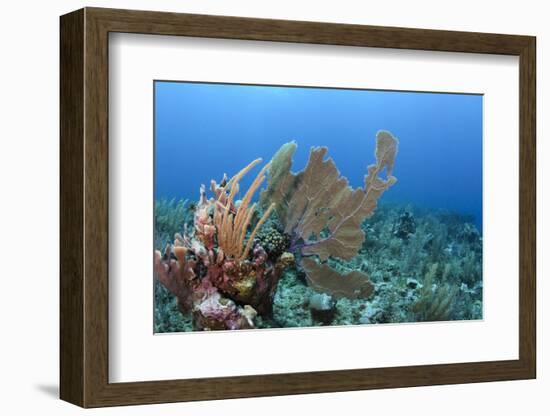 Venus Sea Fan, Hol Chan Marine Reserve, Coral Reef Island, Belize Barrier Reef. Belize-Pete Oxford-Framed Photographic Print