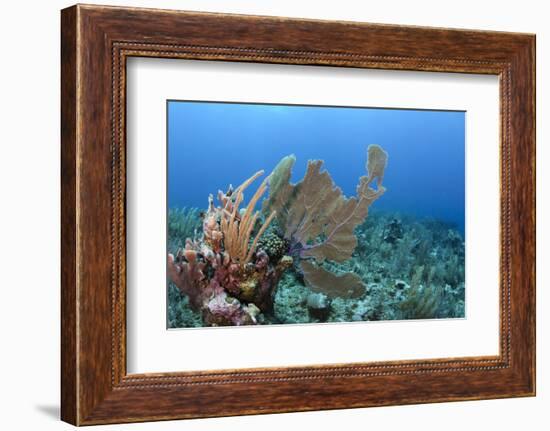 Venus Sea Fan, Hol Chan Marine Reserve, Coral Reef Island, Belize Barrier Reef. Belize-Pete Oxford-Framed Photographic Print