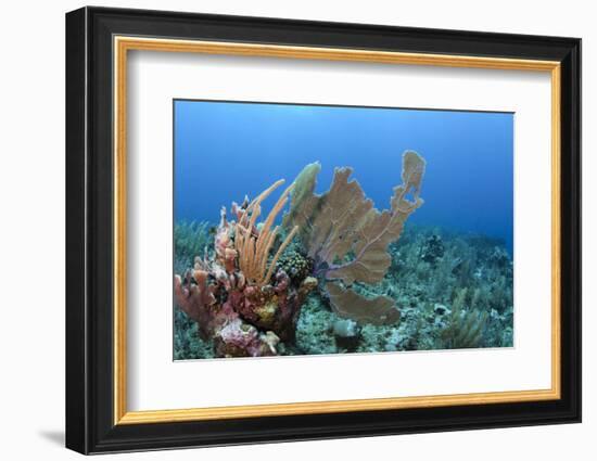 Venus Sea Fan, Hol Chan Marine Reserve, Coral Reef Island, Belize Barrier Reef. Belize-Pete Oxford-Framed Photographic Print