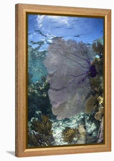 Venus Sea Fan, Lighthouse Reef, Atoll, Belize-Pete Oxford-Framed Premier Image Canvas