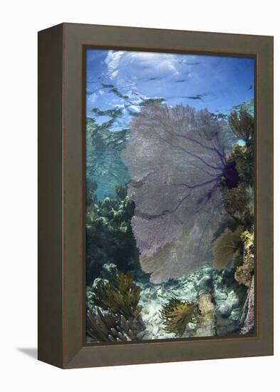 Venus Sea Fan, Lighthouse Reef, Atoll, Belize-Pete Oxford-Framed Premier Image Canvas