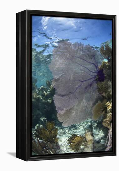 Venus Sea Fan, Lighthouse Reef, Atoll, Belize-Pete Oxford-Framed Premier Image Canvas