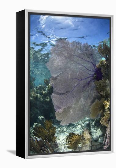 Venus Sea Fan, Lighthouse Reef, Atoll, Belize-Pete Oxford-Framed Premier Image Canvas