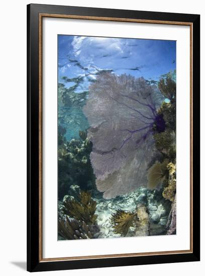 Venus Sea Fan, Lighthouse Reef, Atoll, Belize-Pete Oxford-Framed Photographic Print